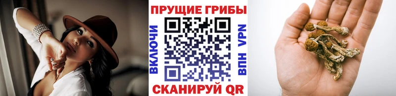 Галлюциногенные грибы прущие грибы  Купить закладки  Динская 